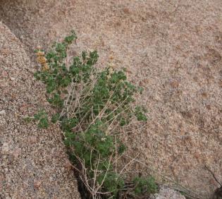 Whole plant