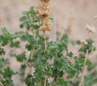 Pseudodictamnus undulatus fruits