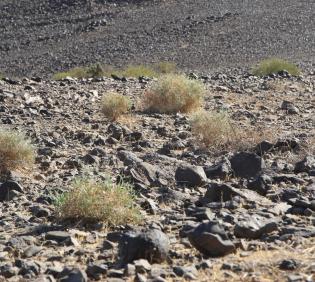 Crotalaria aegyptiaca in its environment