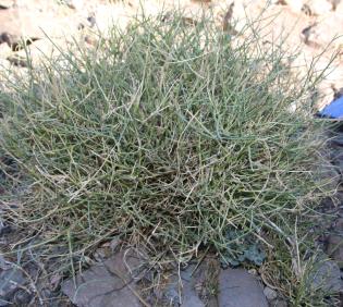 Whole plant