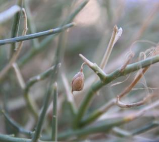 Crotalaria aegyptiaca fruit