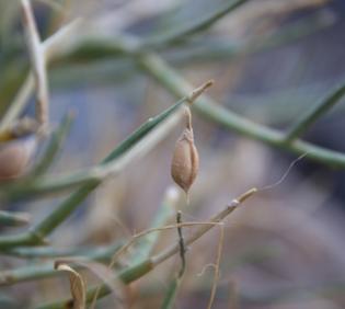 Crotalaria aegyptiaca fruit