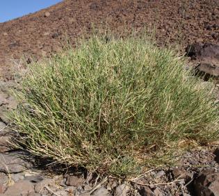 Whole plant