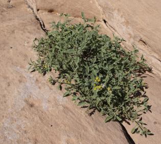 Whole plant