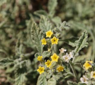 Heliotropium arbainense flowers