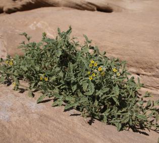 Whole plant