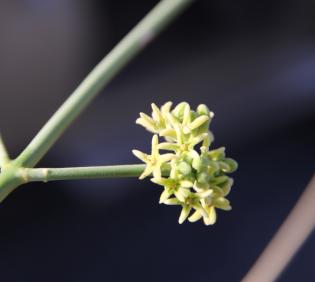 Leptadenia pyrotechnica flowers