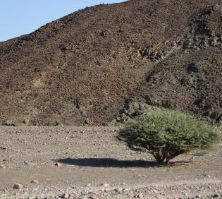 Whole plant