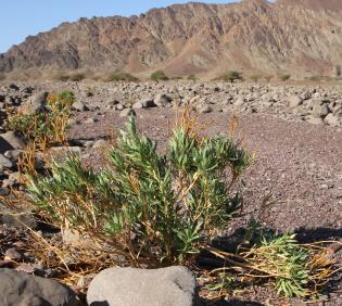 Whole plant
