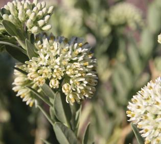 Solenostemma arghel flowers