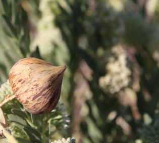 Solenostemma arghel fruit