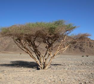 Whole plant