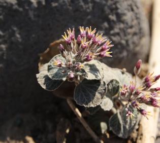 Cynanchum radians flowers