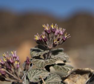 Cynanchum radians flowers