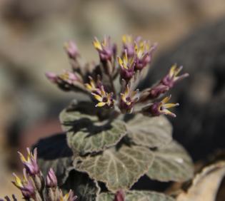 Cynanchum radians flowers and leaves
