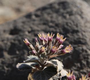 Cynanchum radians flowers
