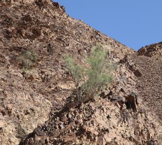 Whole plant