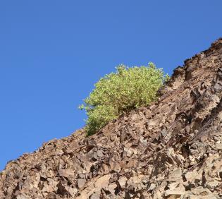 Capparis cartilaginea in Mountains and associated plains