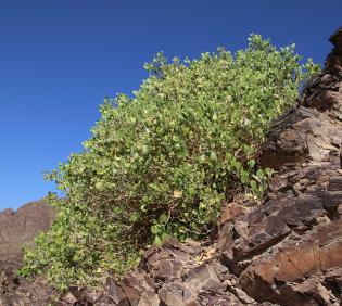 Whole plant