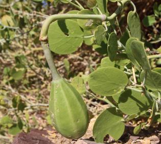 Capparis cartilaginea fruit