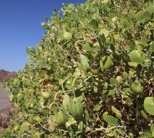 Capparis cartilaginea fruits and leaves