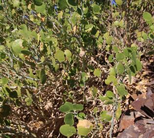 Capparis cartilaginea fruit leaves
