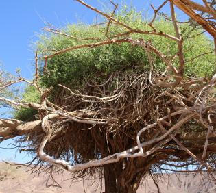 Whole plant