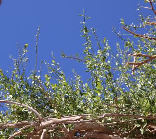 Cebatha pendula leaves
