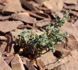 Whole plant