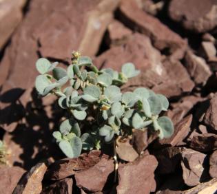 Whole plant