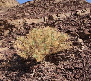 Whole plant