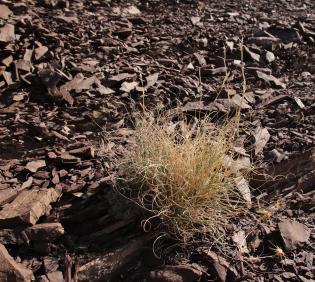 Whole plant