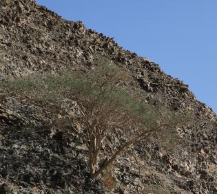 Whole plant