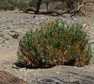 Whole plant