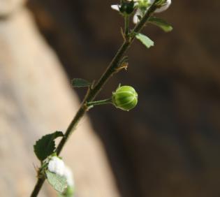 Hibiscus micranthus fruit