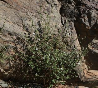 Whole plant