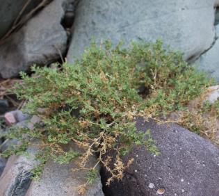 Whole plant