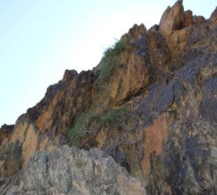 Cebatha pendula in Mountains and associated plains