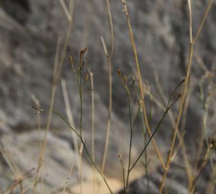 Kohautia caespitosa stems