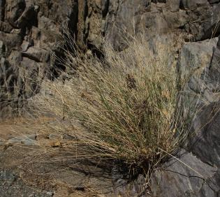 Whole plant