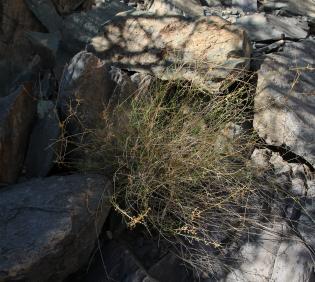 Whole plant
