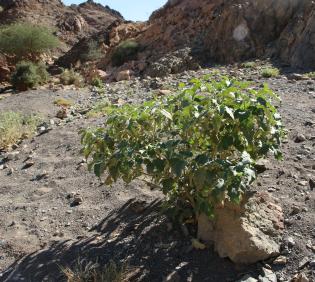 Whole plant