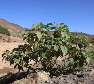 Whole plant