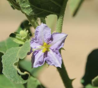 Solanum incanum flower