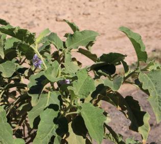 Solanum incanum leaves