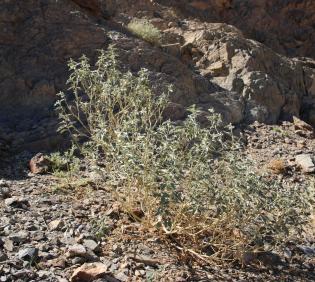 Whole plant