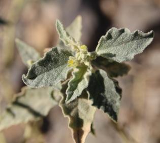 Chrozophora oblongifolia leaves and flower