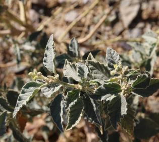 Chrozophora oblongifolia leaves