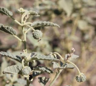 Chrozophora oblongifolia fruits