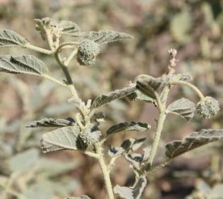 Chrozophora oblongifolia fruits